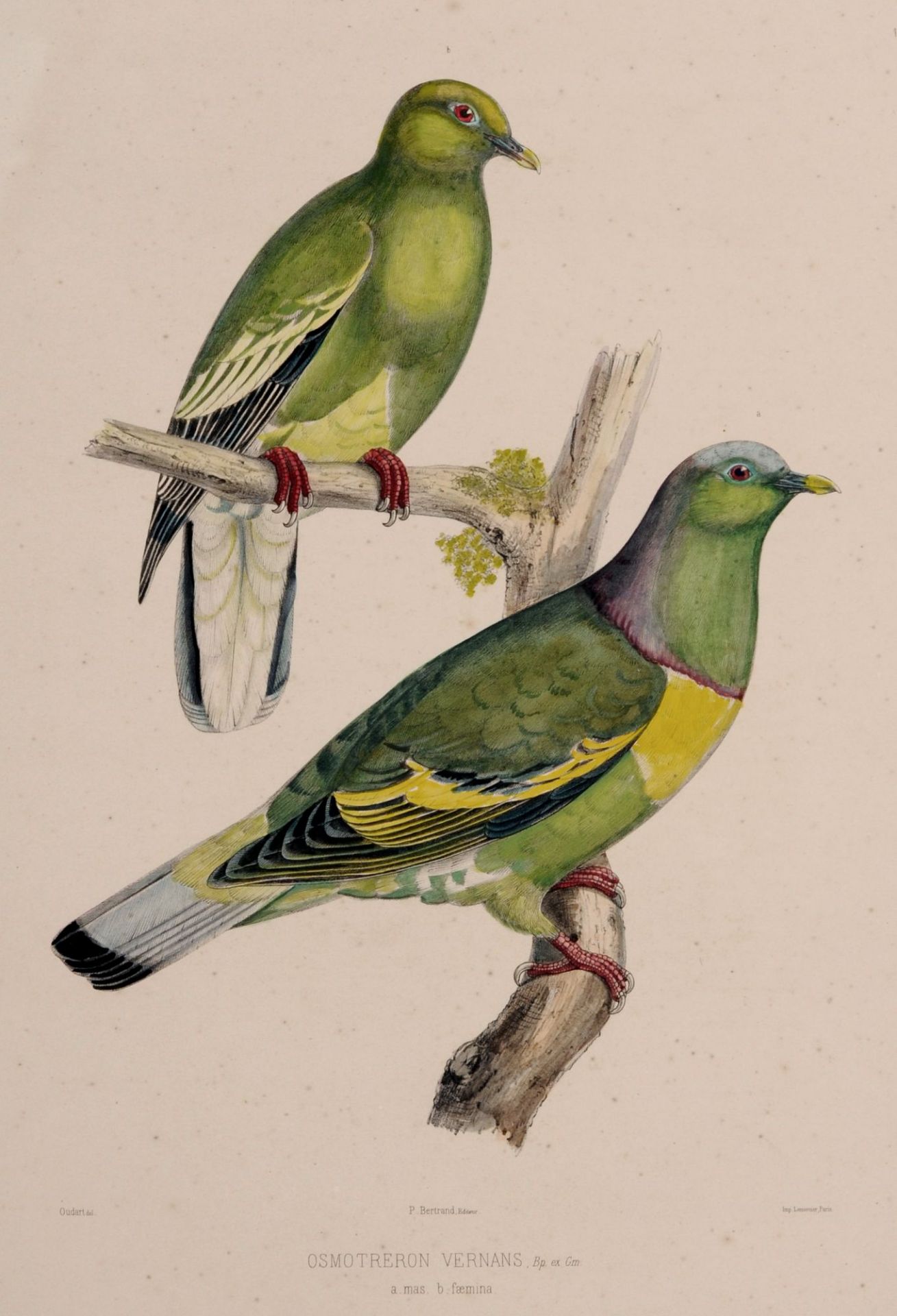 Joseph Lemercier, Drei Taubendarstellungen. 1857.