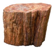 Versteinertes Holz