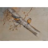 A Watercolour by W Clarke 'Nuthatch on a Silver Birch'. Signed and dated LR. 35.5 x 25.5 cms approx.