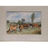 A 20th Century Watercolour of a herd of cattle/cows. Signed Wendy along with a limited edition print