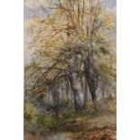 William Widgery - Holcombe Woods, signed, watercolour 73 x 47cm.