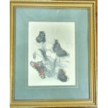 A really nice 19th Century hand painted coloured Print of butterflies.15 x 20.5 cms.