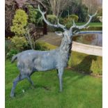A Fantastic Bronze Sculpture of a Stag and Doe of beautiful quality. Stag H 170 x W 160 cms approx.