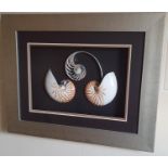 Three decorative Shell Pictures. 52 x 66 cms approx.