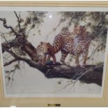 A good Limited Edition coloured Print of Leopards. Signed by the Artist LR. 51 x 58 cm approx.