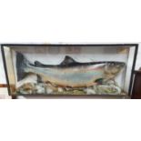 A large cased Salmon in a naturalistic setting. 23lbs. Case 101cm L x 40cm H x 16cm D approx.