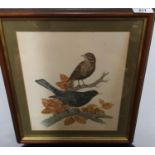 A lovely and well painted Watercolour of a thrush ad blackbird signed P O' Neill, along with an