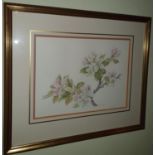 Pauline Morris. Still life Watercolour of Apple Blossom. Signed LR. 24 x W32cm approx.