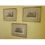 A set of three 19th Century Coloured Engravings of Racehorses after Scoulpt. Frame size H39 x