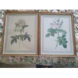 A pair of still life Prints of Roses. 42 x W34cm approx.