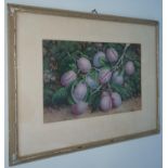 A late 19th early 20th Century Watercolour still life of Plums. Signed J Sherrin LR. 24 x W36cm