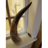 A very large Cow Horn. H50cm approx.