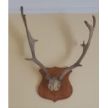 A good twelve point set of wall mounted Antlers. 55 x 70cm approx.