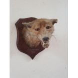 A Taxidermy of a Fox mounted on a Plaque.