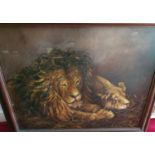 A large Oil on Canvas by M H Williams of a lion and lioness. Signed and dated 1913 LL. 65 x 84cm