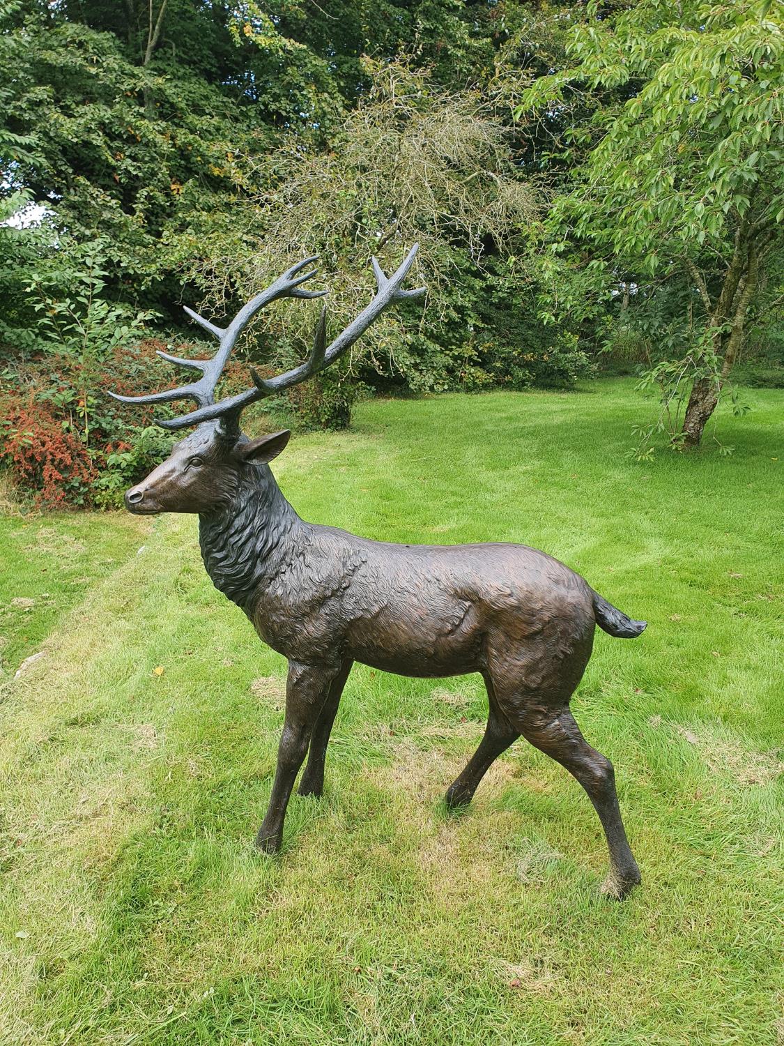 A Fabulous Bronze Stag with fantastic detailing. H171 XD95 x W133cm approx.