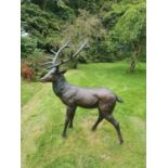 A Fabulous Bronze Stag with fantastic detailing. H171 XD95 x W133cm approx.