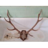 A good moulded Deer Antlers Horns with eleven points. H90 x W80cm approx.