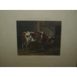 After J F Herring Fores series of the Mothers Plate 8. Cow and Calf. 48 x W60cm approx. along with