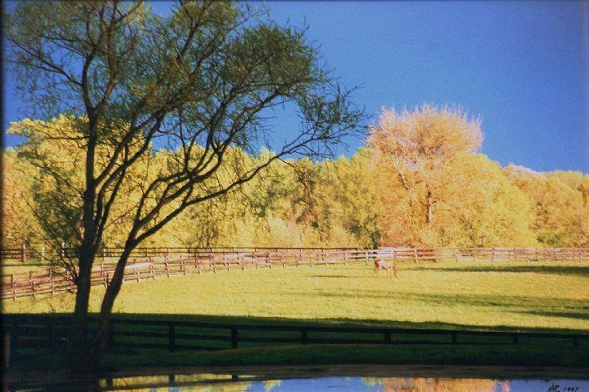 Sunny Pasture Photo by HFC 1997. - Image 2 of 4