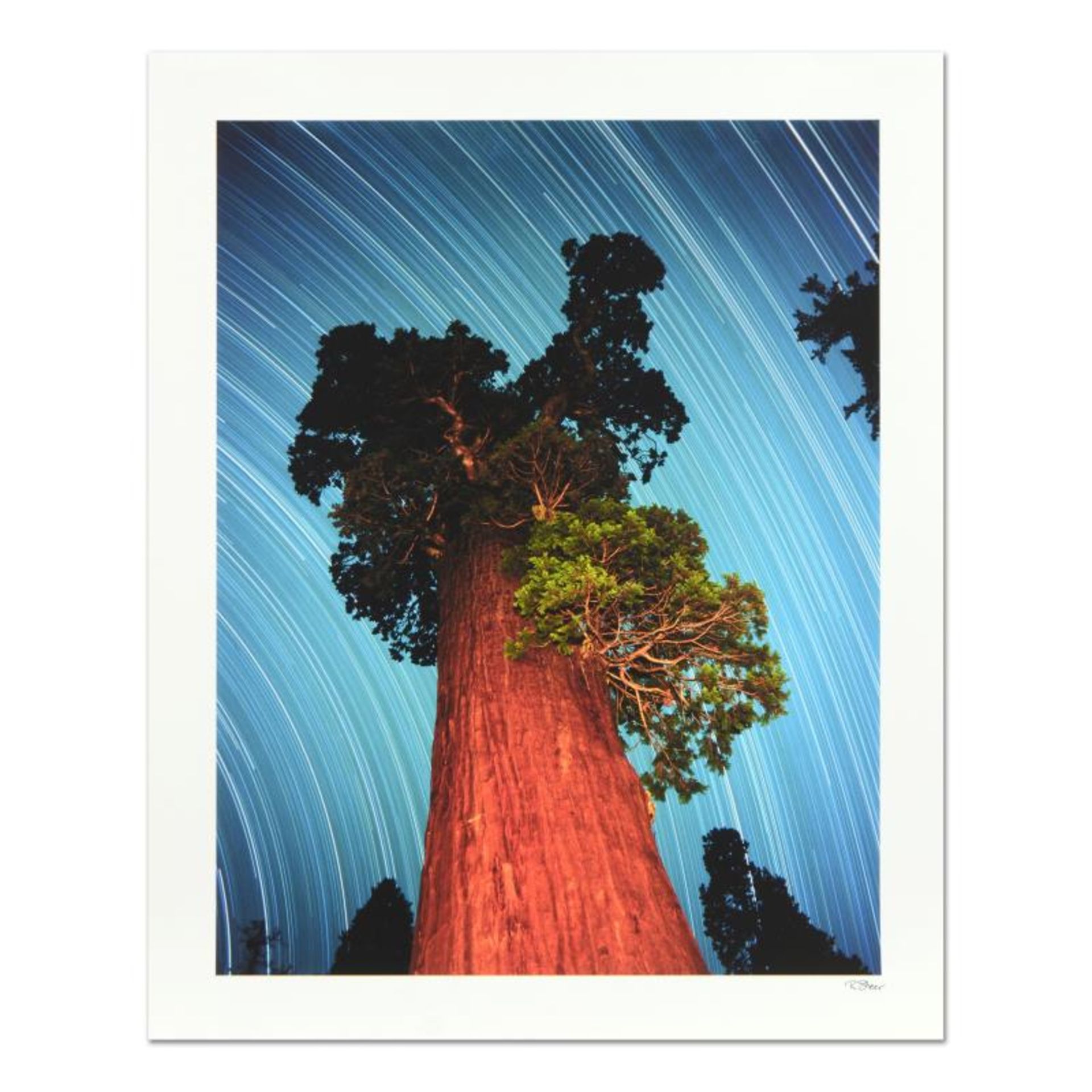 Robert Sheer, "General Grant Giant Sequoia" Limited Edition Single Exposure Phot