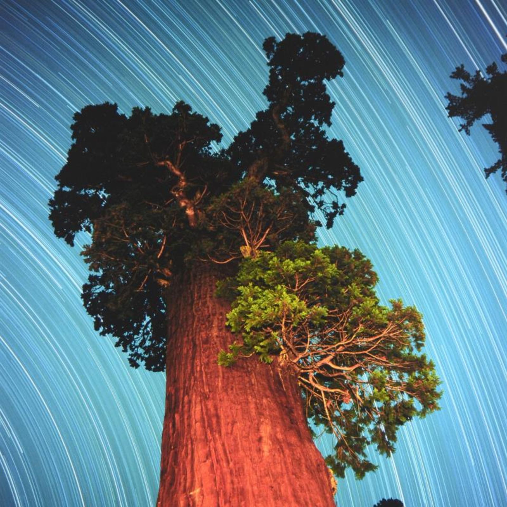 Robert Sheer, "General Grant Giant Sequoia" Limited Edition Single Exposure Phot - Image 2 of 2