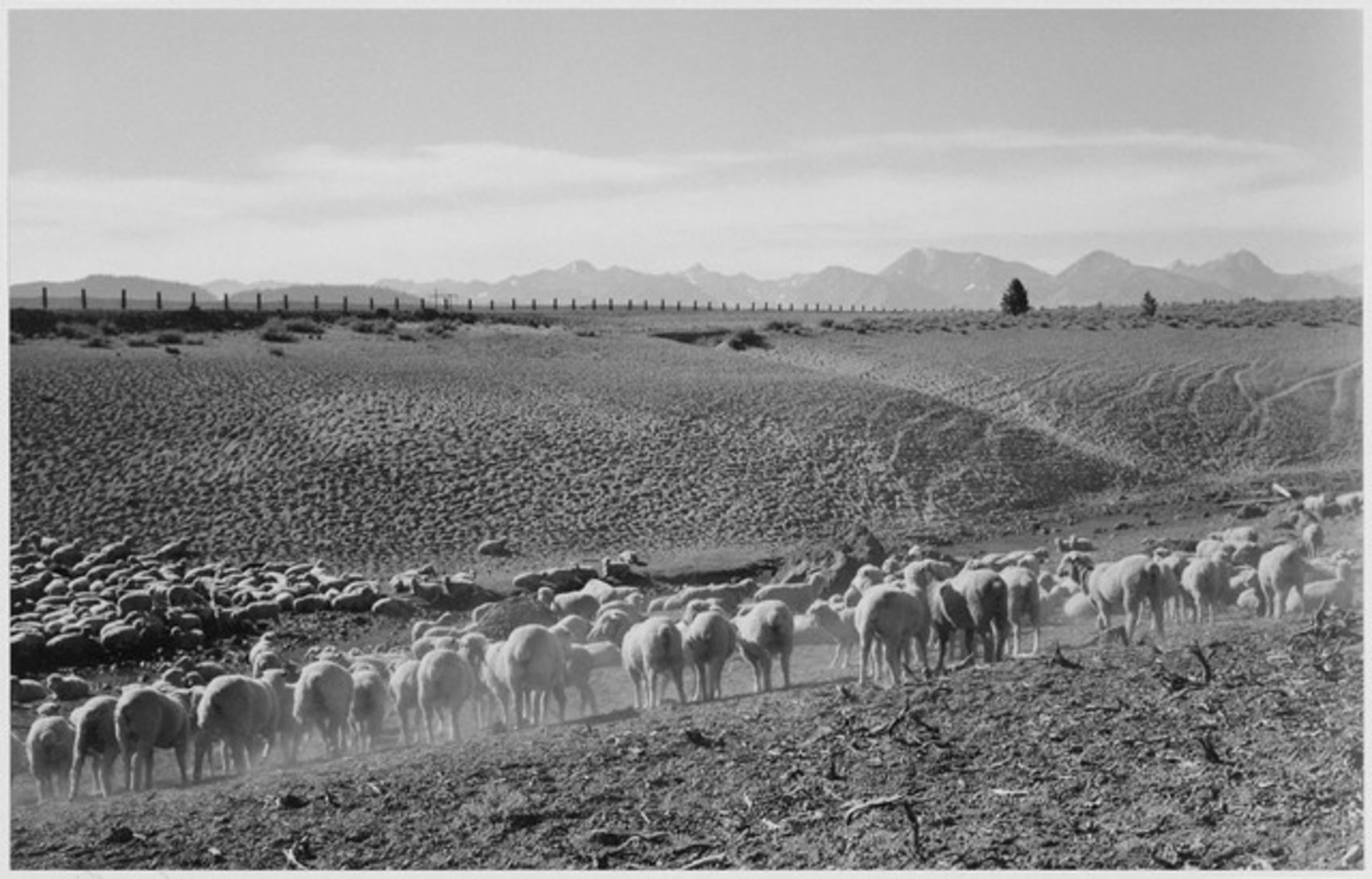 Adams - Flock in Owens Valley 2, 1941