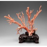 Angel skin coral branch. Wooden base. Measurements: 23 x 25 x 15 cm. coral; 5,5 x 16 x 11,5 cm.