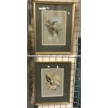 PAIR OF ORNITHOLOGICAL WATERCOLOURS