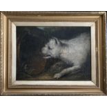 Early 19th Century English School Portrait of a White Terrier. Oil on canvas laid to board.