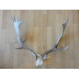 A unmounted animal skull with antlers. Length 65cm.