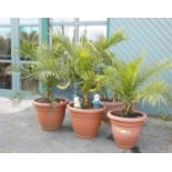 Three Areca palm plants complete with pots (3)