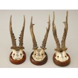 Three European Roebuck antlers, each mounted and dated, 1900-1907 (3)