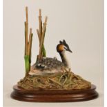 Border Fine Arts, 'Grebe & Chicks' B0973 by Ray Ayres, limited edition 193/500, 20 x 21 cm