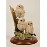 Border Fine Arts, 'Triple Tawny Owlets' A5207 by Russell Willis, 23 x 18 cm