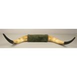 Taxidermy - A pair of mounted longhorn Steer horns. 74cm span.