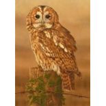 Robert Fuller (b.1972), Tawny Owl, ltd ed print, signed and numbered in pencil 37/850, 30 x 21cm