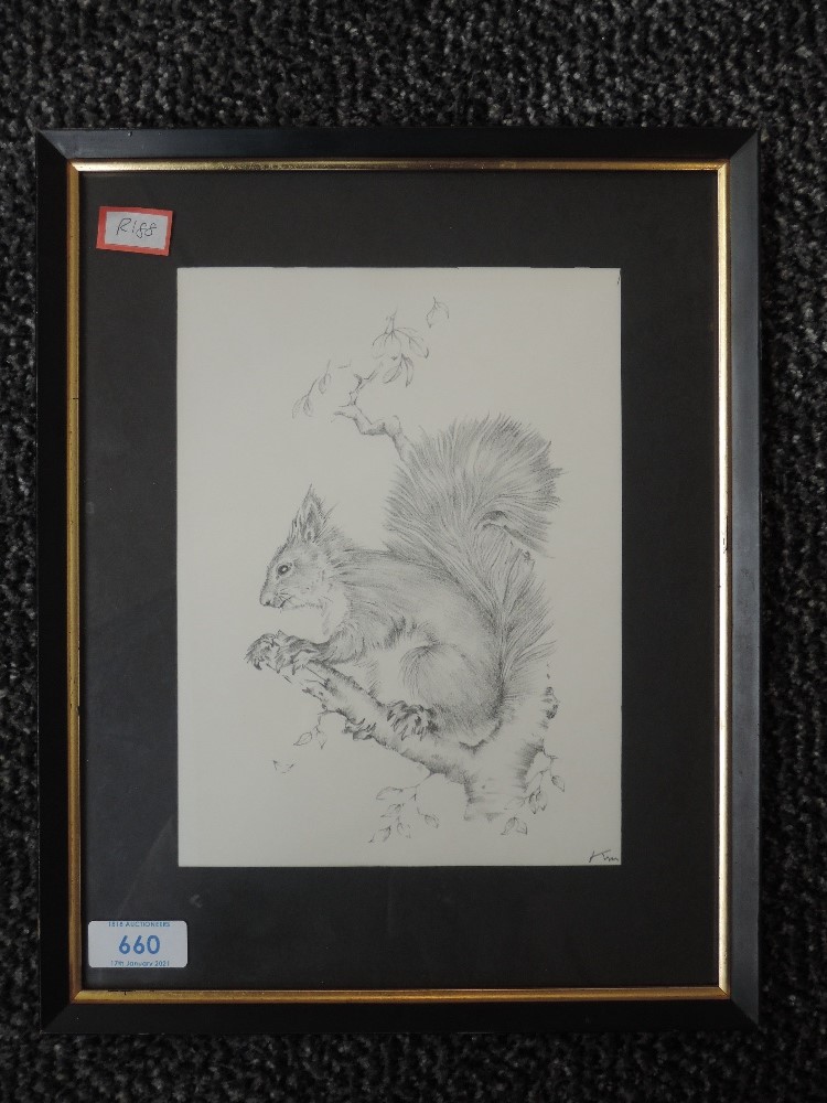 A print, grey squirrel, 21 x 16cm, framed and glazed