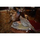 A taxidermy, brace of pheasants mounted on mossy log