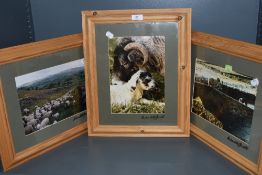 Three signed photograph of sheep,mounted and framed.