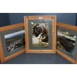Three signed photograph of sheep,mounted and framed.