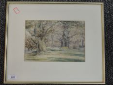 A watercolour, Ancient oaks, woodland landscape, 17 x 25cm, framed and glazed