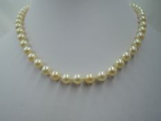 A string of cultured pearls of even form having 9ct gold clasp, approx 16'