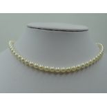 A string of cultured pearls of even cream colour with a 14ct white gold circular barrel and tongue