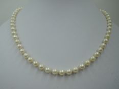 A string of cultured pearls by Lotus having even sized pearls and a pearl set 9ct gold box clasp,