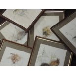 A watercolour and pencil sketch, Thomas R Murphy, wren, 34 x 24cm, plus frame and glazed, and 5