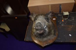 A taxidermy, Wild Boar head, mounted on oak shield, labelled for Simon Wilson, Lakeland Taxidermy