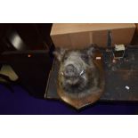 A taxidermy, Wild Boar head, mounted on oak shield, labelled for Simon Wilson, Lakeland Taxidermy