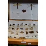 A case with entomology and natural history interest