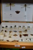 A case with entomology and natural history interest